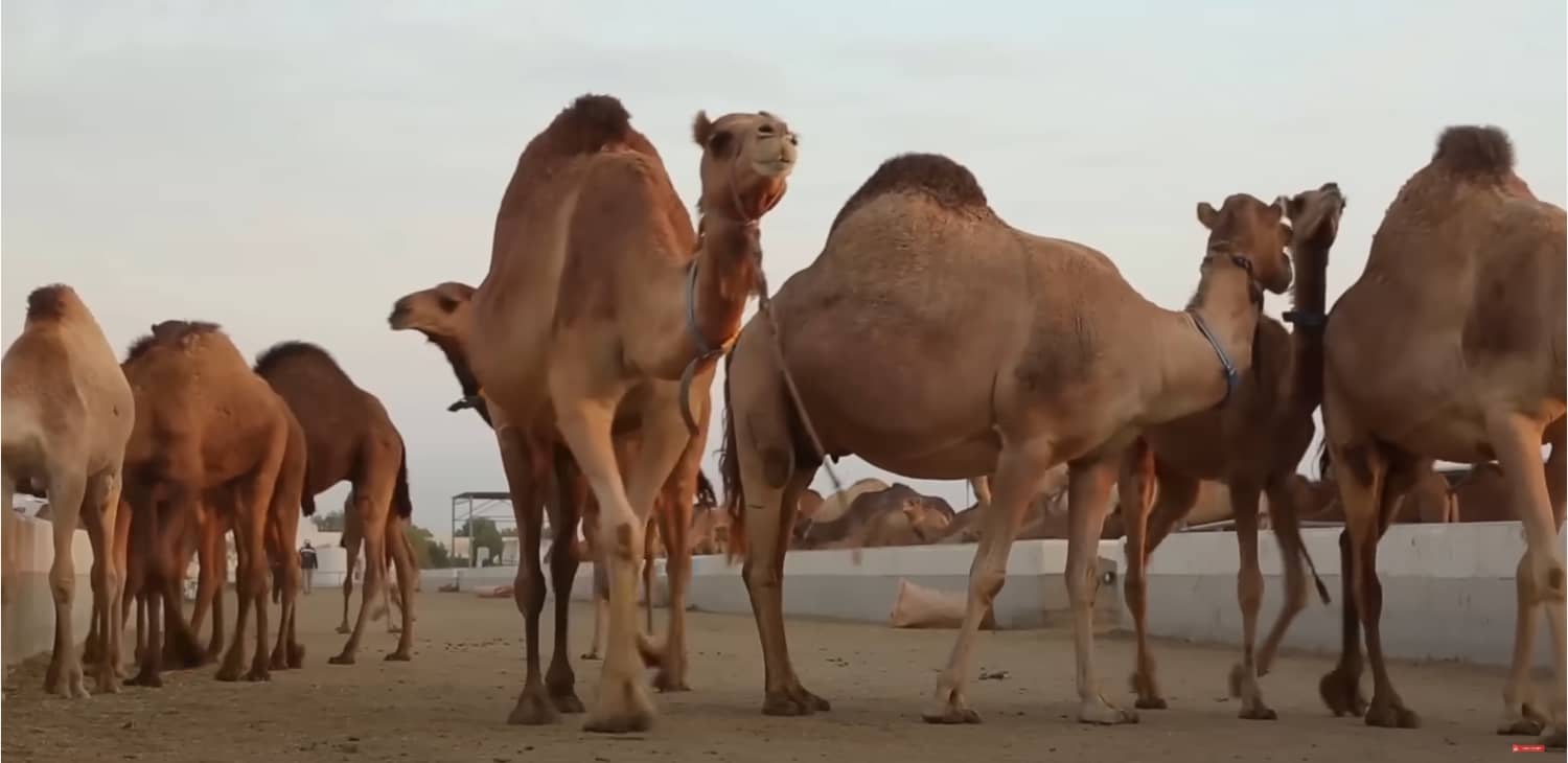 وكلاء مراهنات يوفرون الأمان والخصوصية